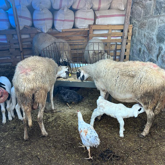 Leleg Organik Tarım