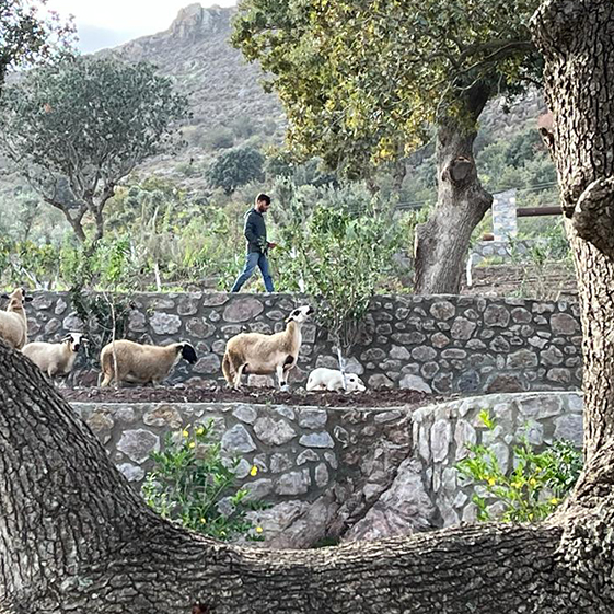 Leleg Organik Tarım