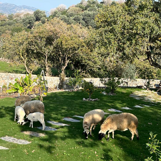 Leleg Organik Tarım