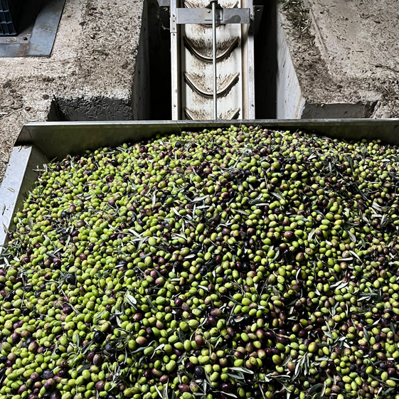 Leleg Organik Tarım
