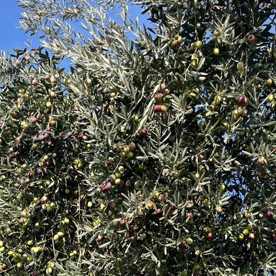 Leleg Organik Tarım