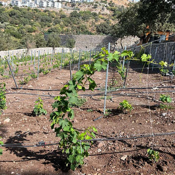 Leleg Organik Tarım