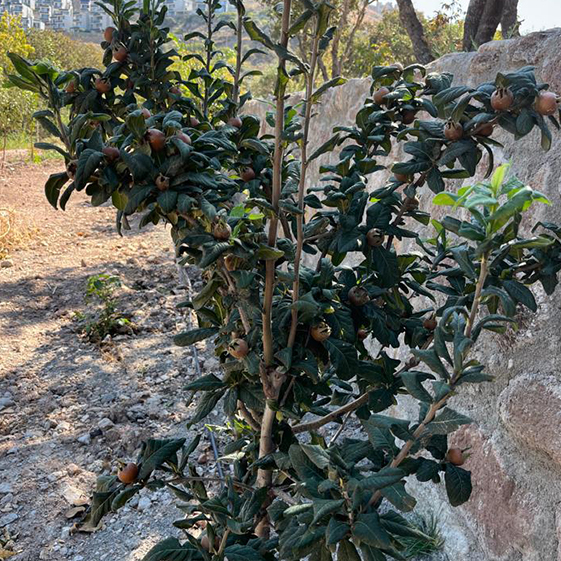 Leleg Organik Tarım